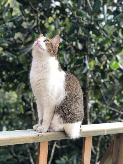Mercury