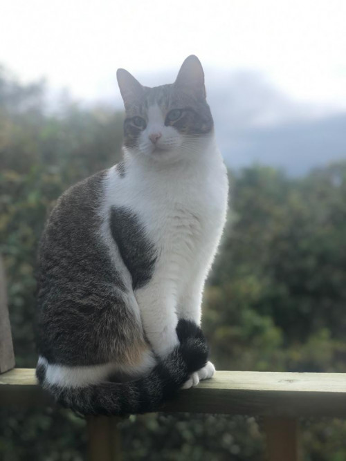 Mercury