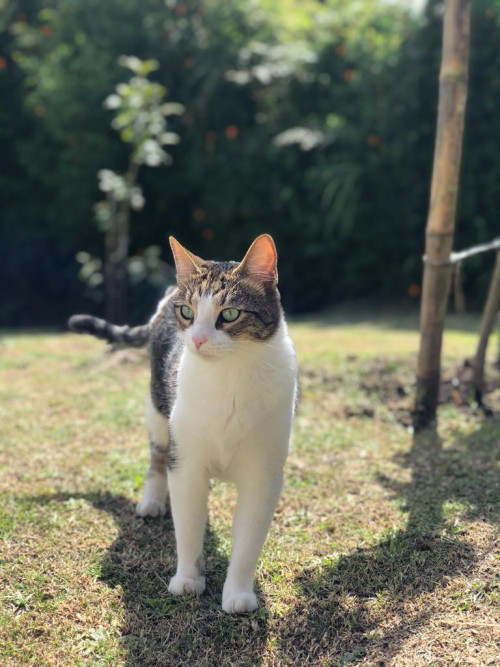 Mercury