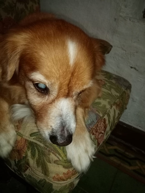 Caramelo