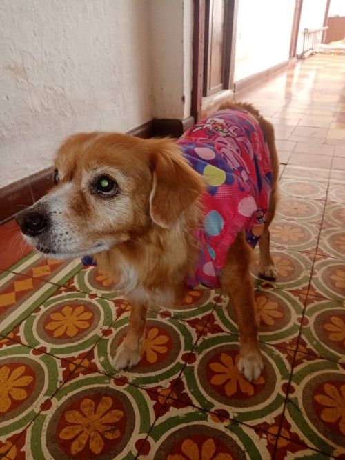Caramelo