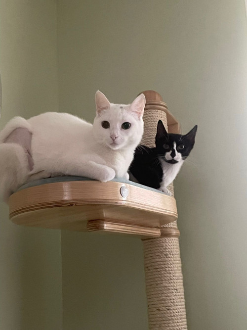 Coco