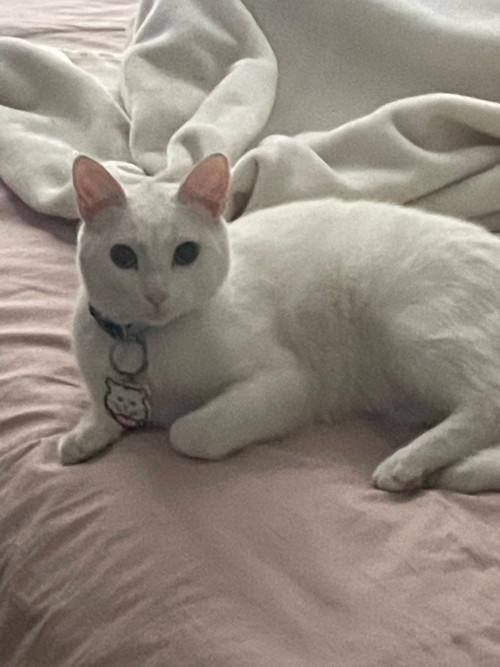 Coco