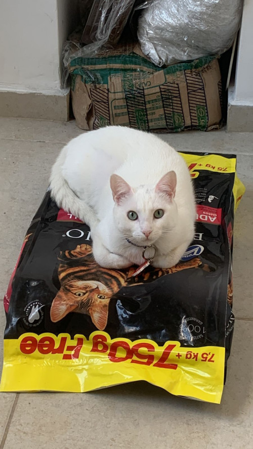 Coco