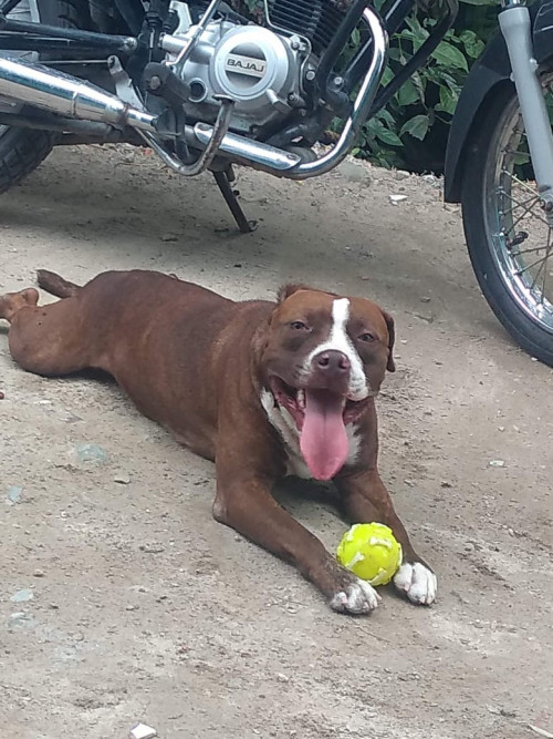 Canela