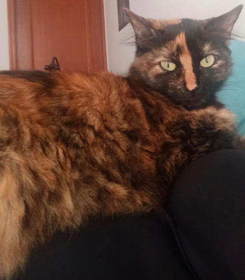 Canela