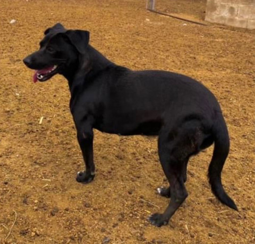Negra, Pumba, Chiquita Y Cira