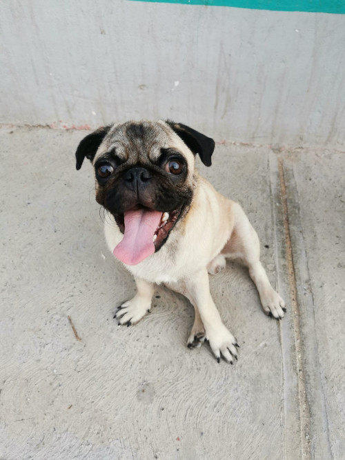 Bodoquito
