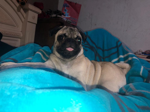 Bodoquito