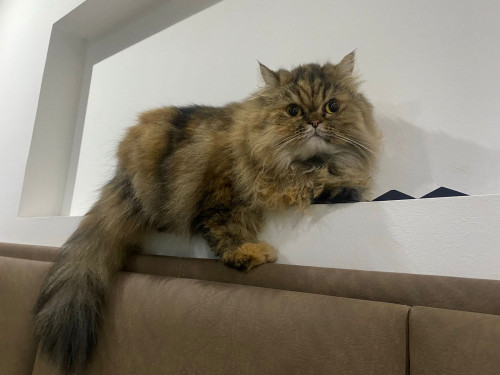 Mía