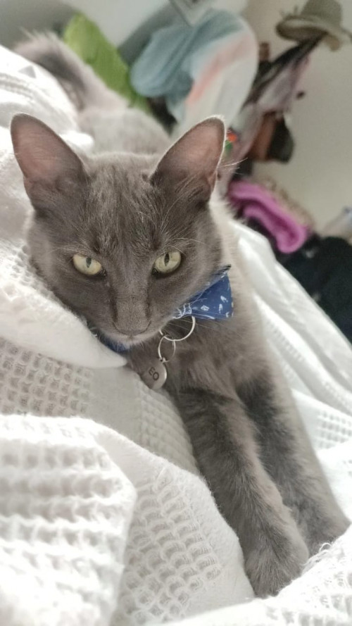 Teo
