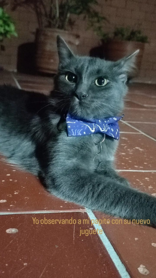 Teo