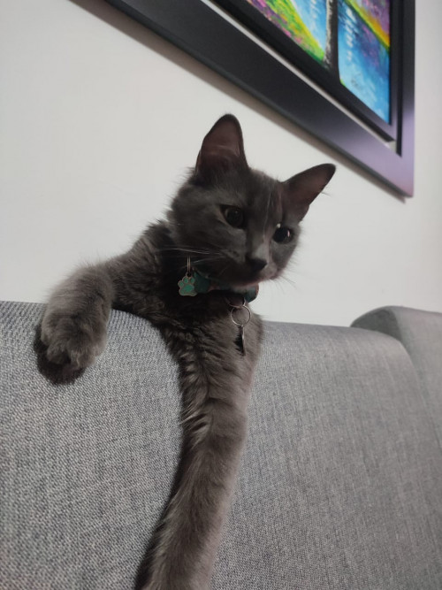Teo