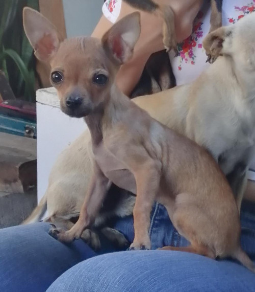 Coqueta
