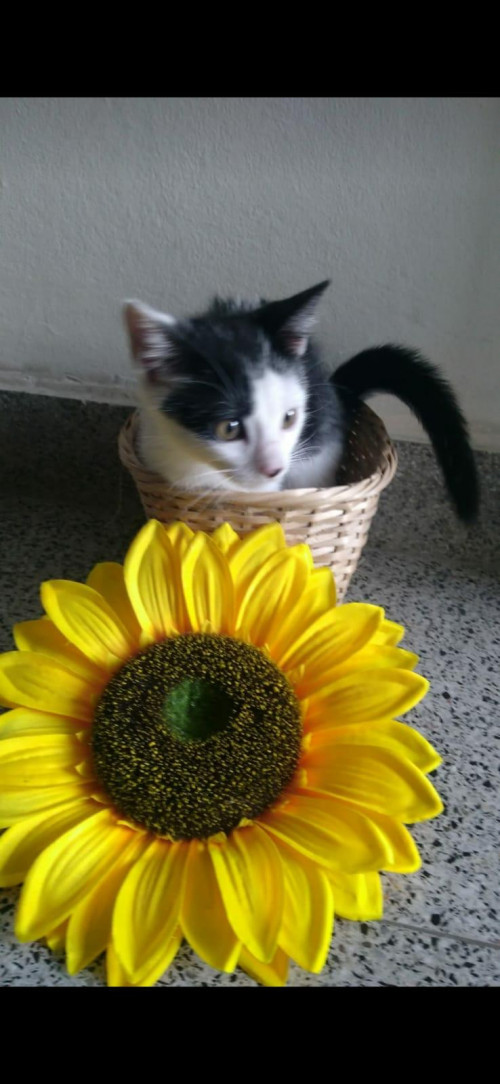 Michi