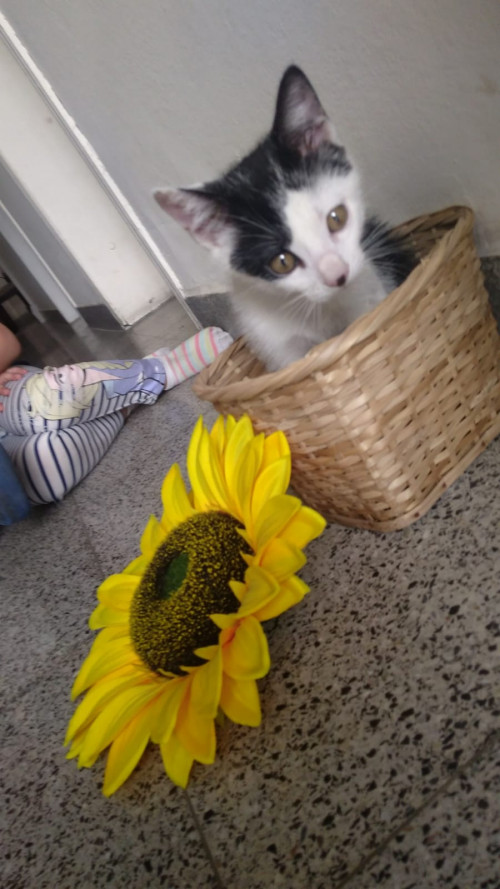Michi