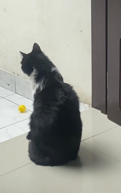 Ramón