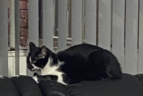 Ramón