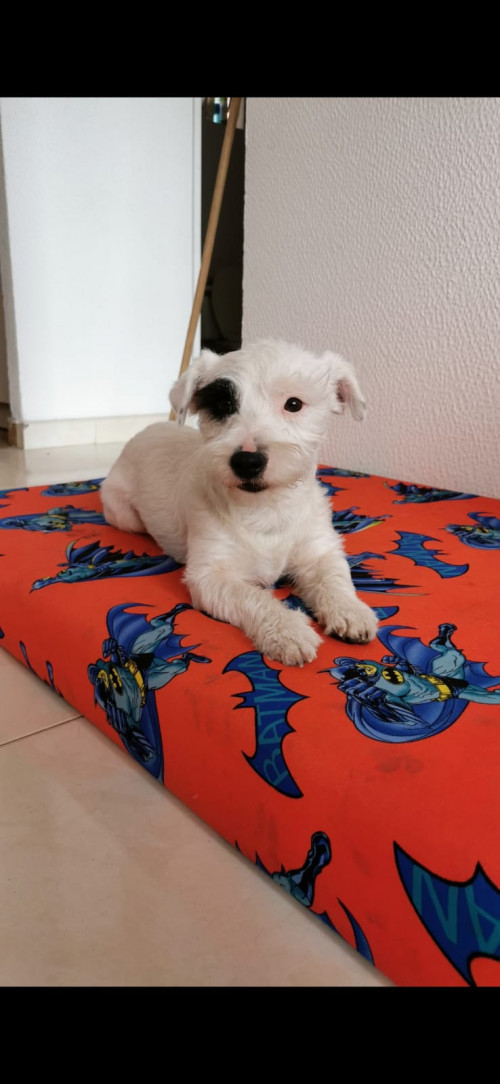 Jack
