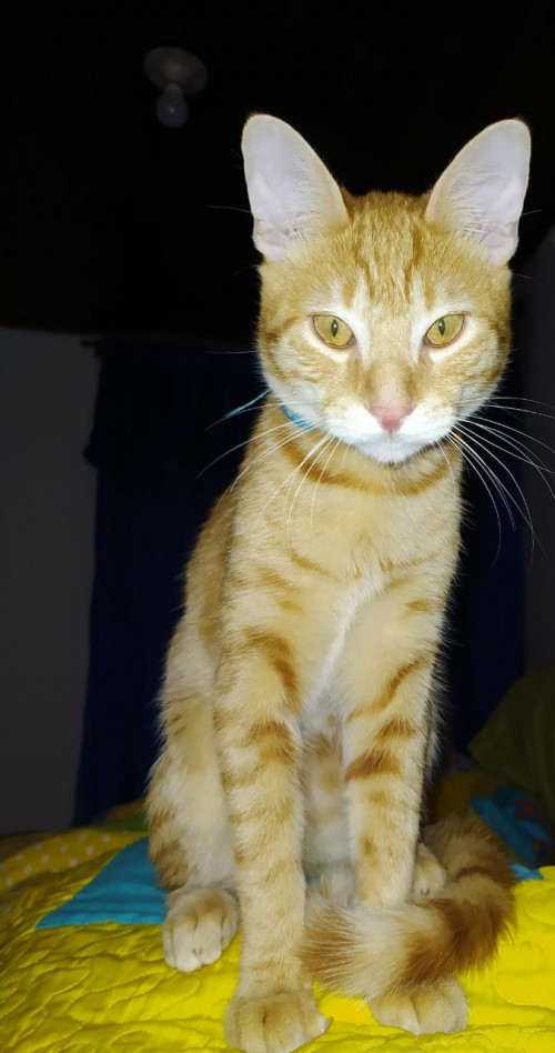 Tom
