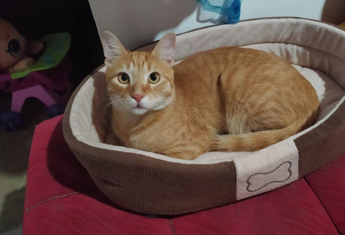 Tom