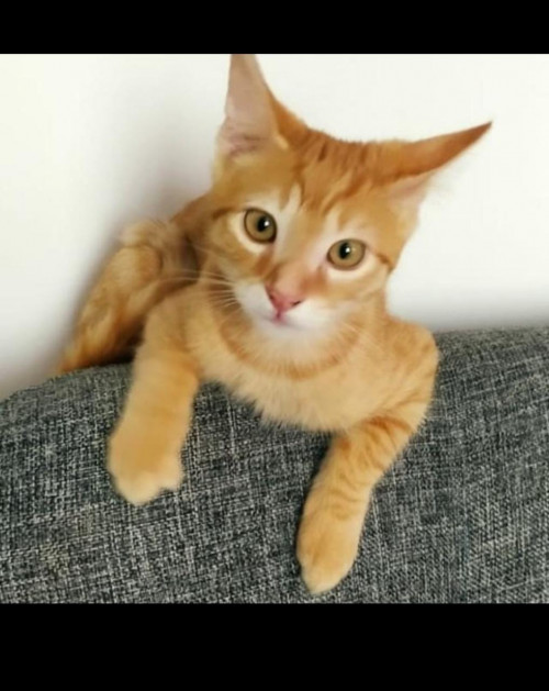 Tom