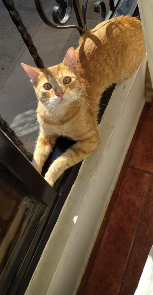Tom