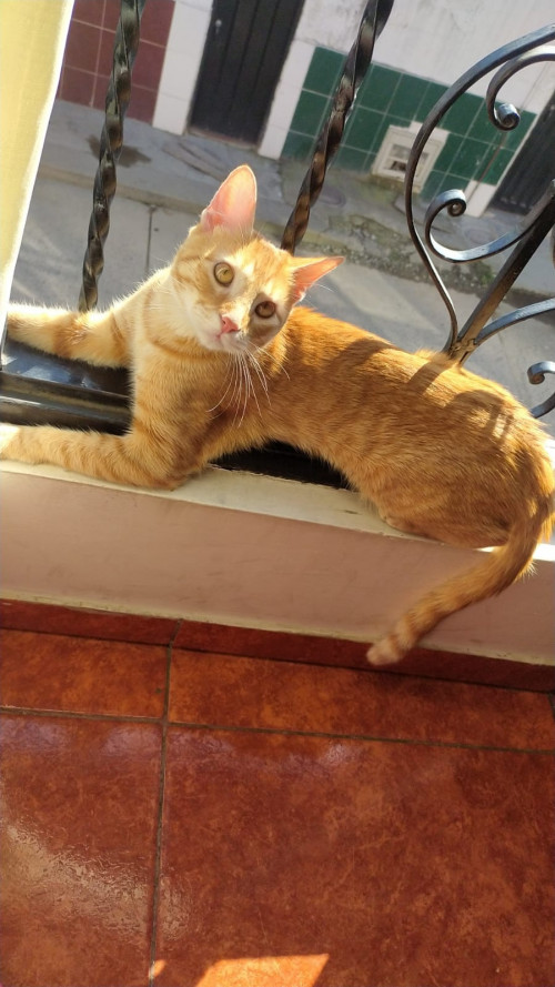 Tom