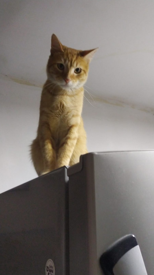 Tom