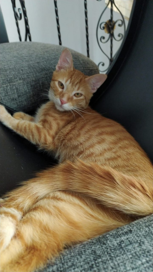 Tom