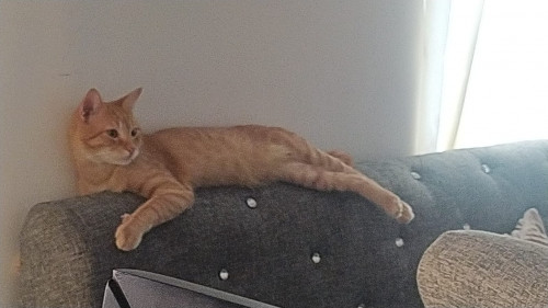 Tom
