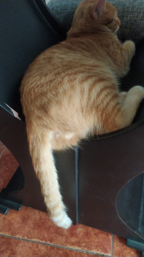 Tom
