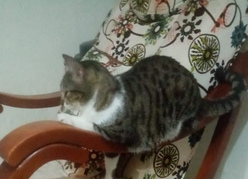 Chiqui