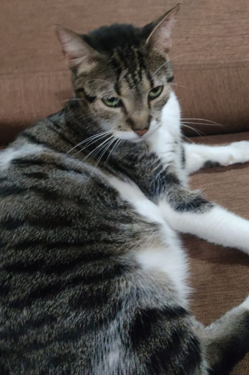 Chiqui