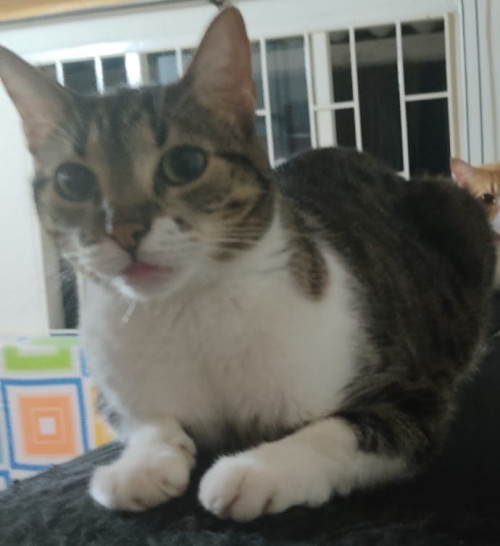 Chiqui