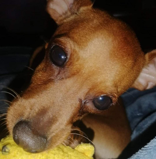 Coky