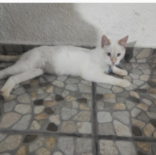 Olaf