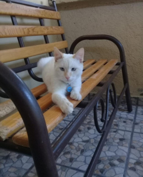 Olaf