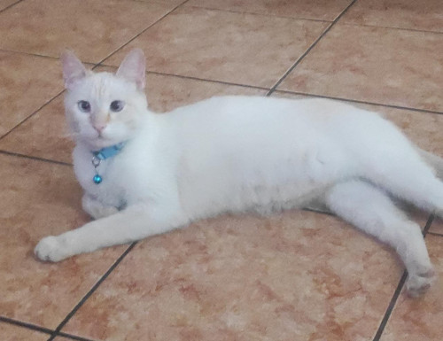 Olaf