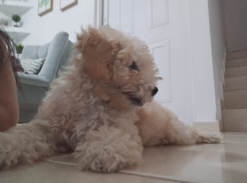 Copito