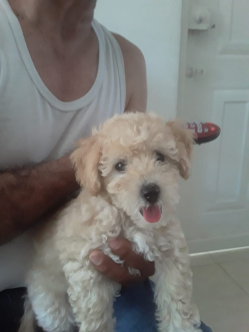 Copito