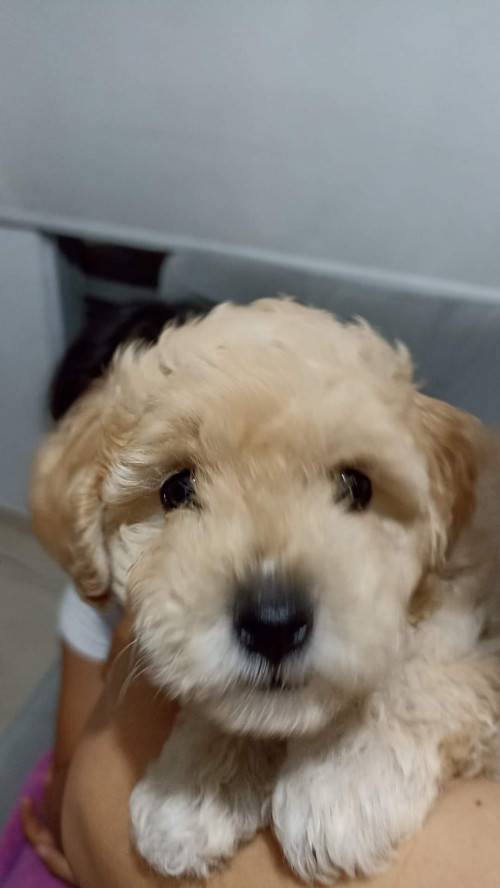 Copito