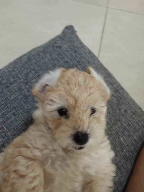 Copito