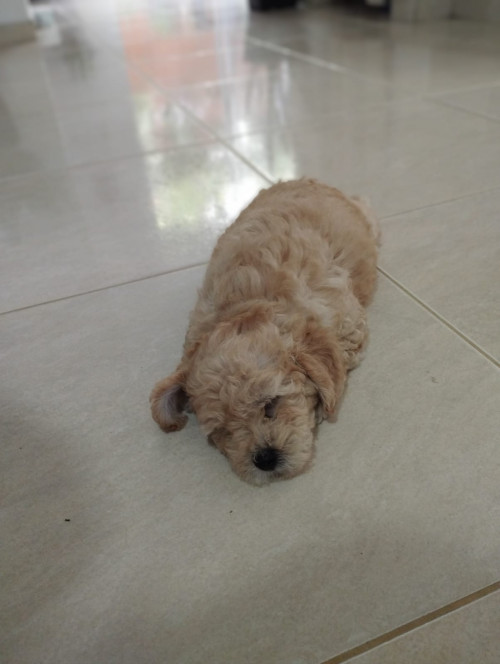 Copito