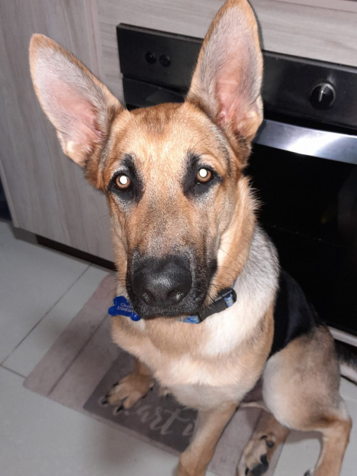 Zeus