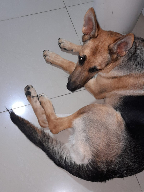 Zeus