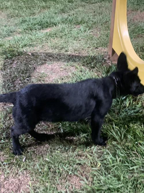 Negra