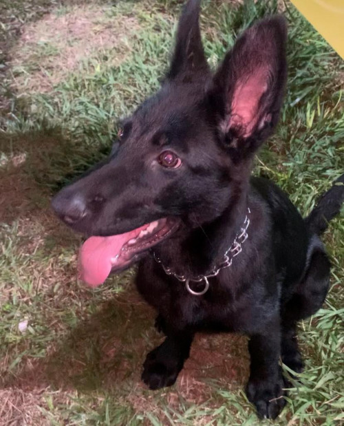 Negra