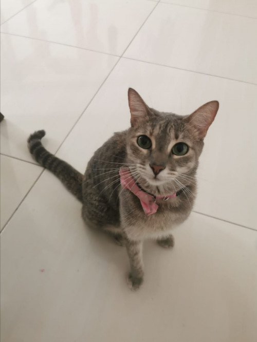 Nala
