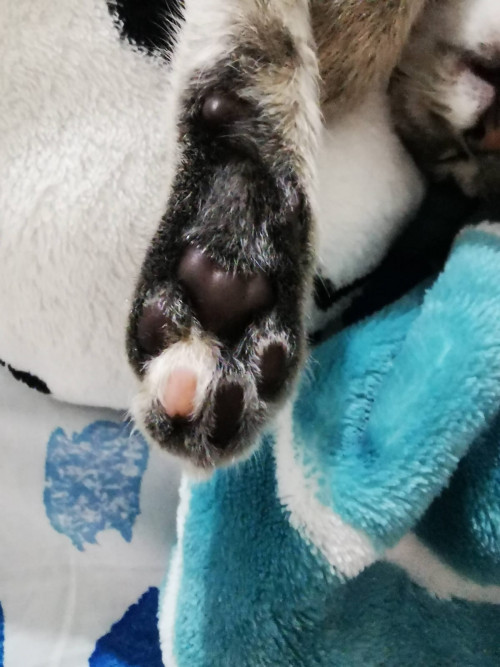 Nala